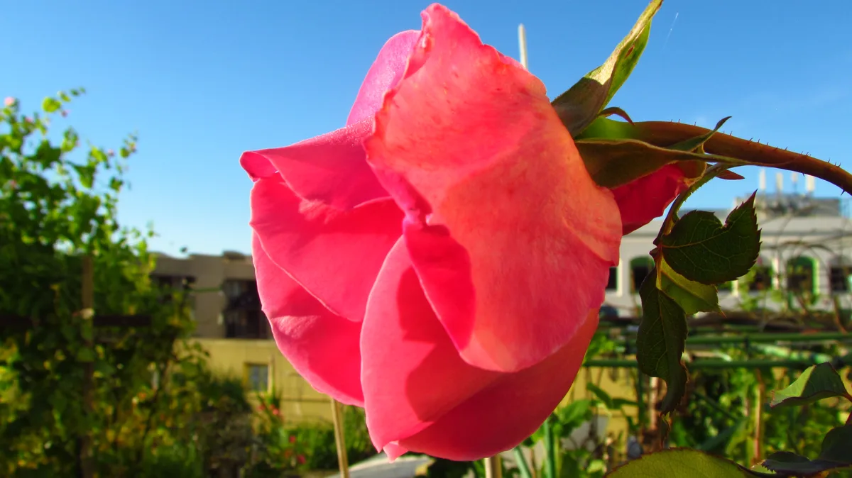 A close-up photograph shows a vibrant pink rose in full bloom against a clear blue sky, with green leaves and stems visible…