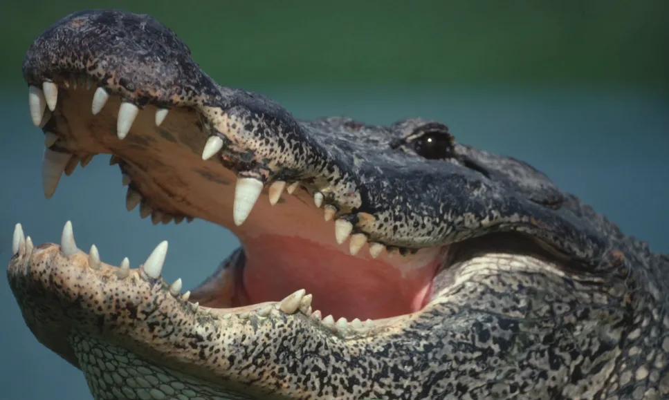 A close-up photo of a crocodile with its mouth wide open, revealing sharp teeth and a pink interior. The image has text…