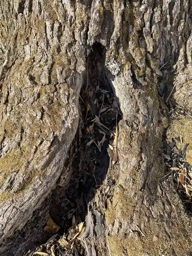 The beauty of the Sweet Gum Tree