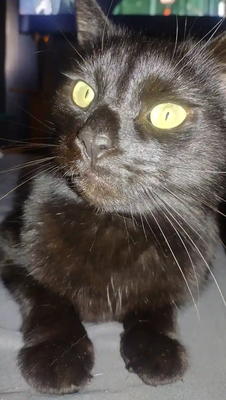 A close-up photo of a black cat with bright yellow eyes staring intently at the camera, its fur is dark and slightly fluffy…
