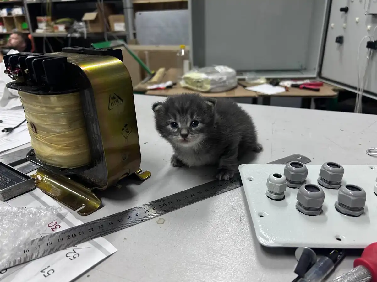 A small gray kitten sits on a workbench next to an electrical transformer, a metal ruler, and a panel with gray connectors…