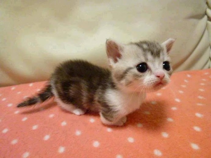 A small, fluffy tabby kitten with wide, expressive eyes sits on a pink polka-dotted surface, looking slightly to the side…