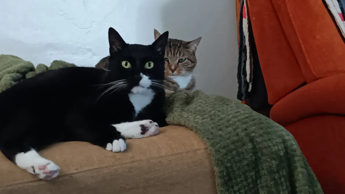 A black and white cat lies calmly on a brown couch cushion, while a tabby cat peeks out from behind it, both looking…