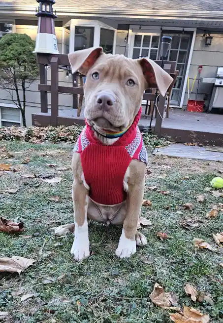 A light brown pit bull-type dog with floppy ears and blue eyes sits on a grassy lawn scattered with fallen leaves. It wears…