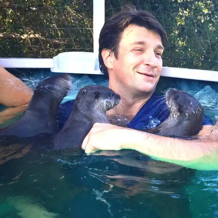 A man with dark hair and a slight smile is in a pool, partially submerged, with three otters swimming around him. Two otters…