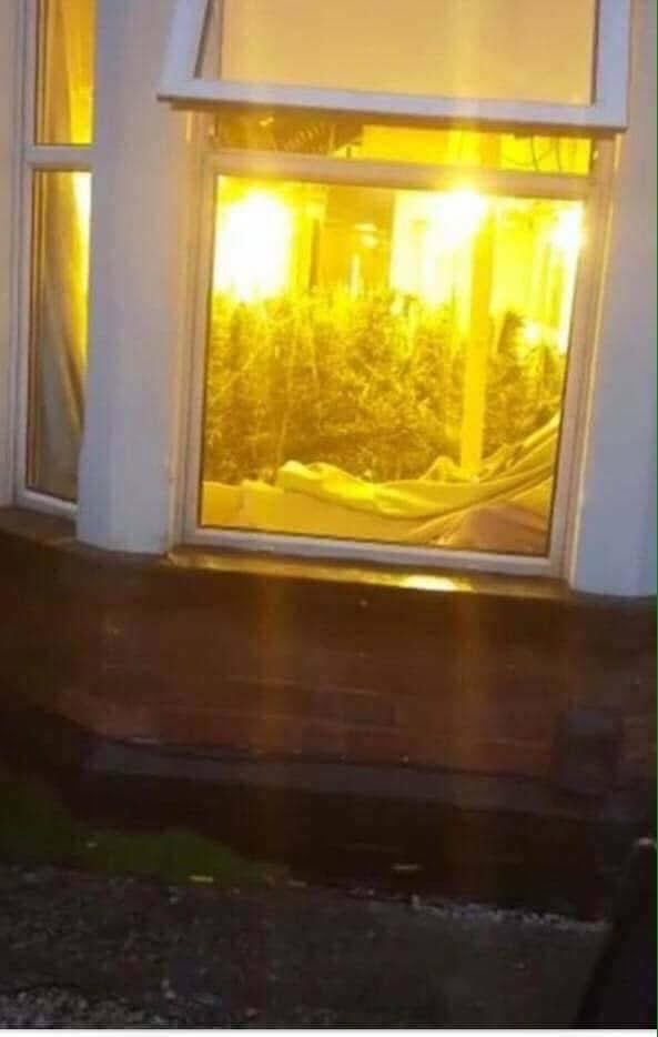 A dimly lit exterior shot of a house window at night, through which a large, brightly lit indoor cannabis grow operation is…