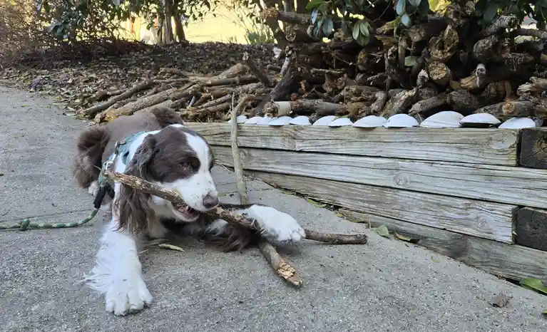 A brown and white dog with floppy ears lies on a concrete path, holding a stick in its mouth and paw. Behind it is a…