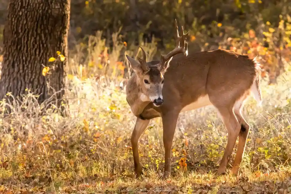 A male deer with antlers stands in a sunlit autumn forest, looking directly at the camera. The deer's antlers appear…