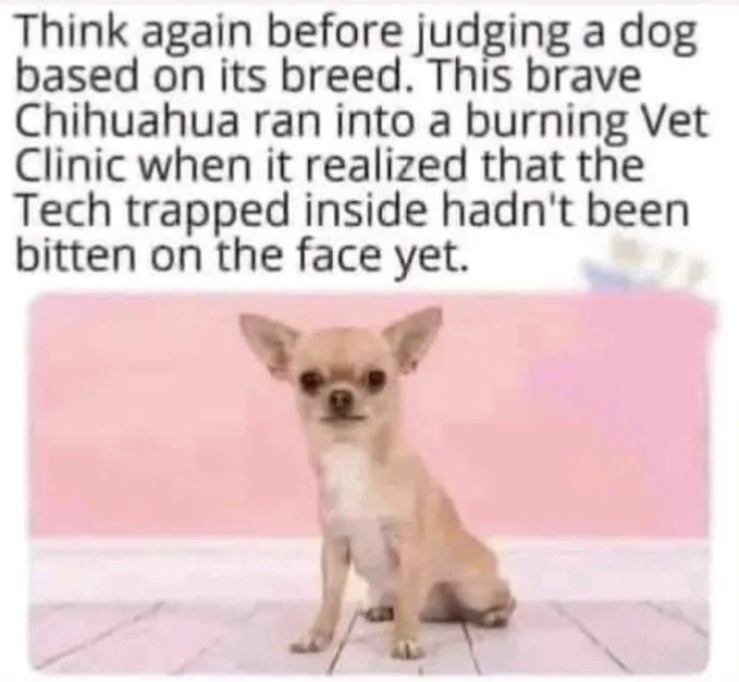 A small, light brown Chihuahua with large ears sits upright on a tiled floor against a pink wall. The image is overlaid with…