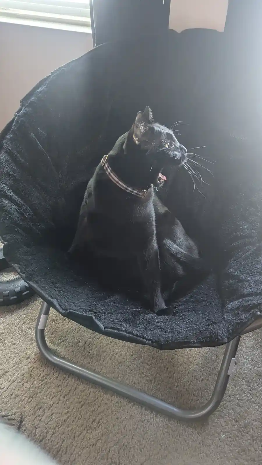 A black cat sits in a black, plush, round chair, yawning widely with its mouth open. The cat wears a plaid collar and looks…