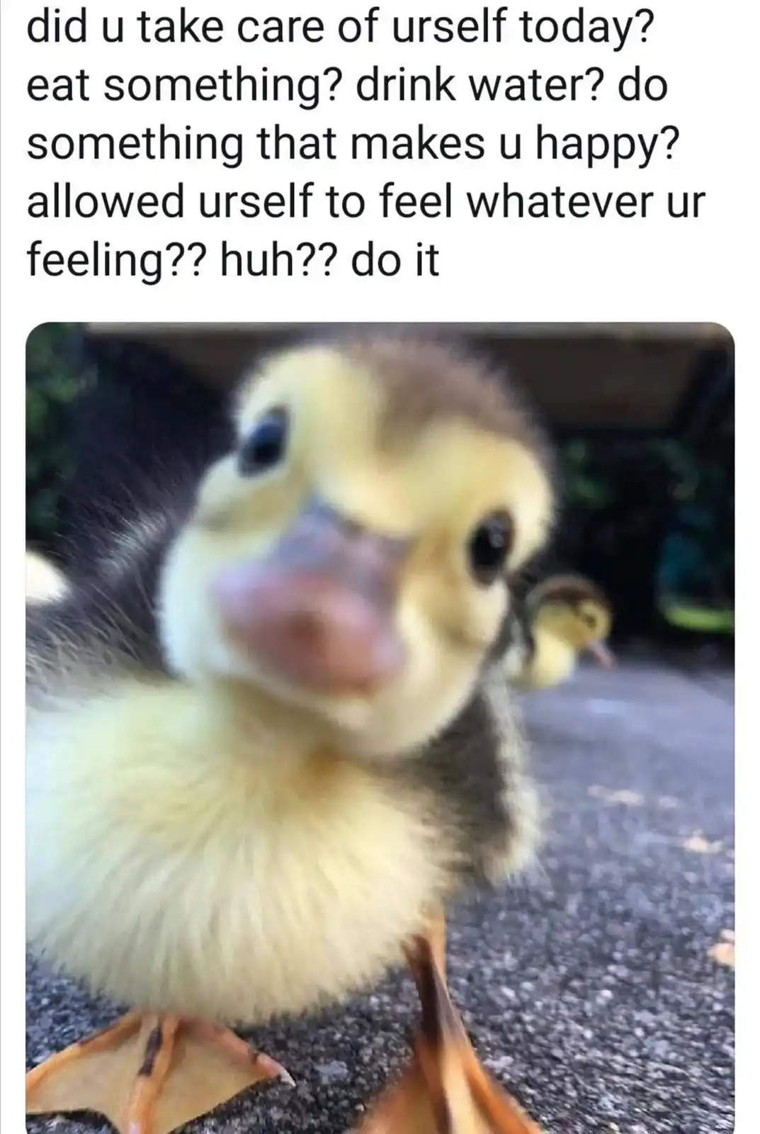 A close-up, slightly blurry photo of a small, fluffy yellow duckling looking directly at the camera with large dark eyes and…