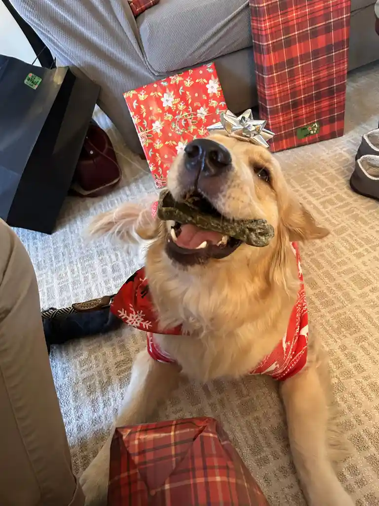 Celebrating Java's First Christmas with Us!