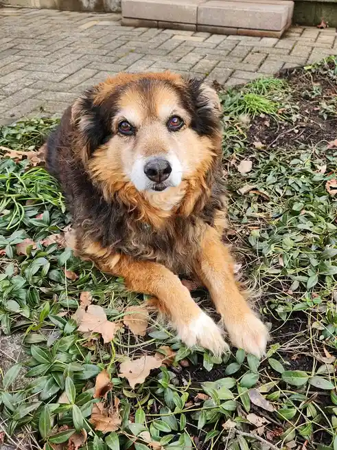 A fluffy brown and black dog with a white muzzle lies on green ground cover mixed with fallen leaves, looking directly at…
