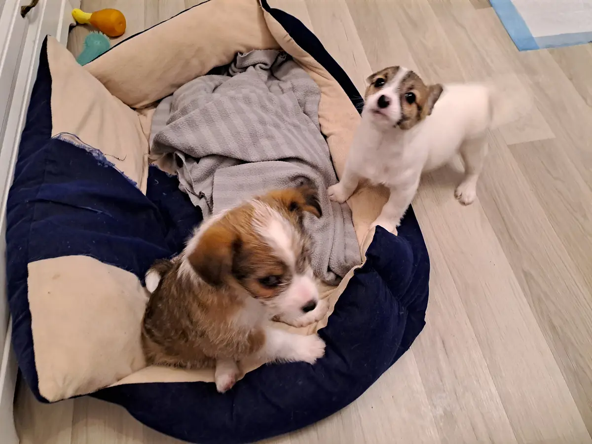 Two small puppies are in a round dog bed; one is lying down looking sleepy while the other stands alertly beside it. The bed…