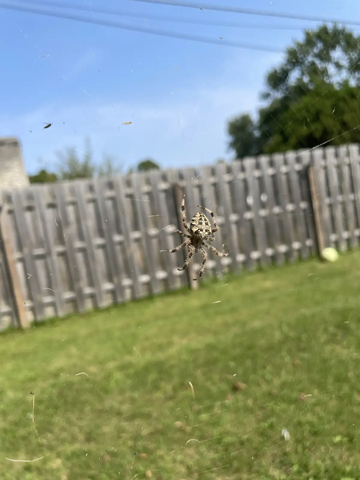 Watch Out! There's a Spider!