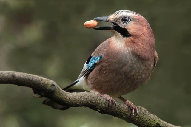 Join the Acorn Team and Celebrate Nature's Wonders!