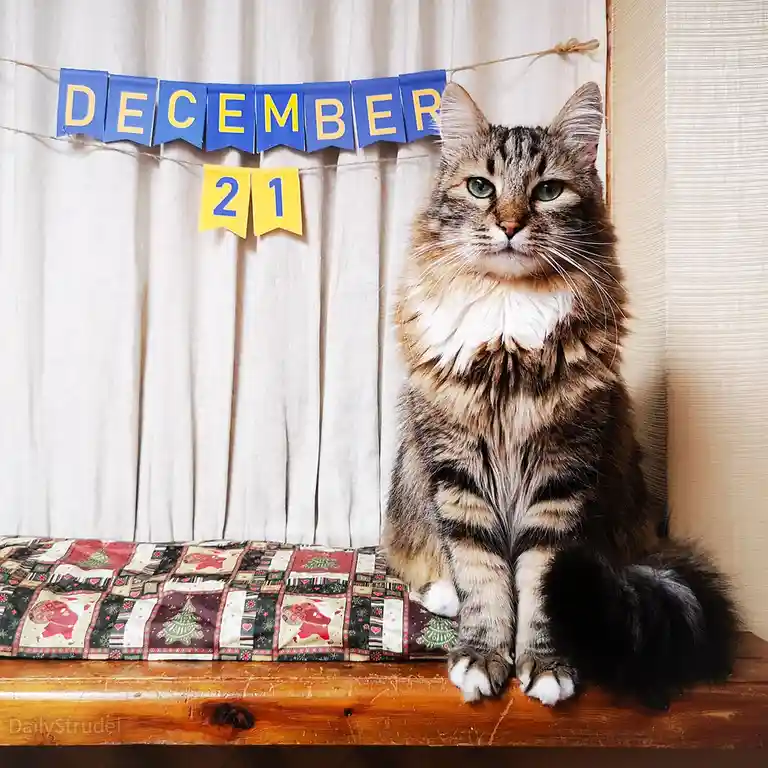 A fluffy tabby cat with green eyes sits regally on a wooden surface covered with a quilted Christmas-themed blanket. Behind…