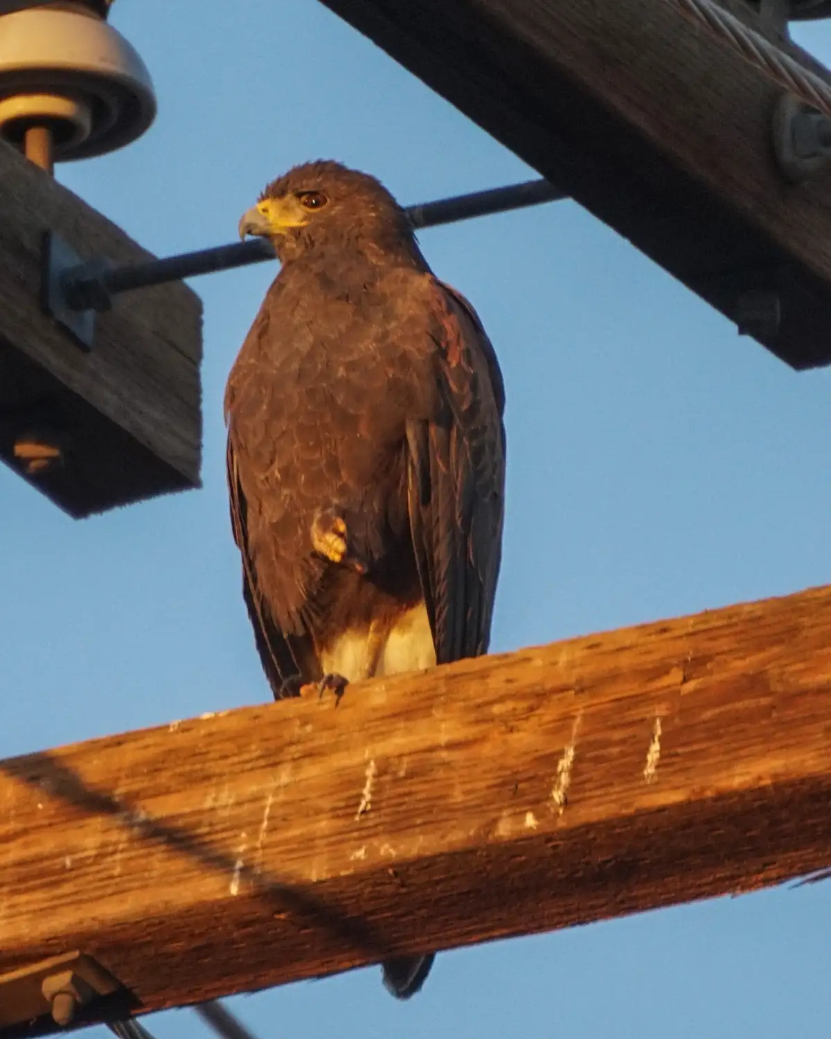 A large brown bird of prey, likely a hawk, perches on a weathered wooden utility pole against a clear blue sky. The bird has…