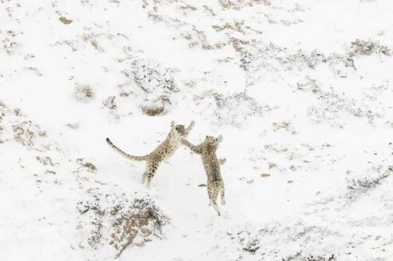 Two snow leopards are captured mid-air in a snowy, rocky landscape, their front paws raised as if giving each other a high…