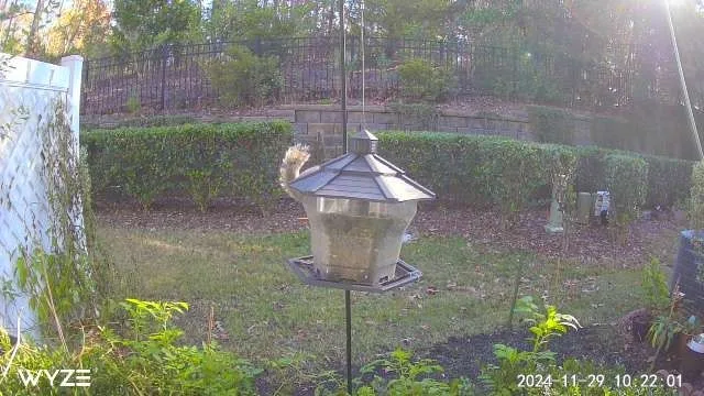 A squirrel is perched on the roof of a metal bird feeder hanging in a backyard, with green hedges and a fence visible in the…