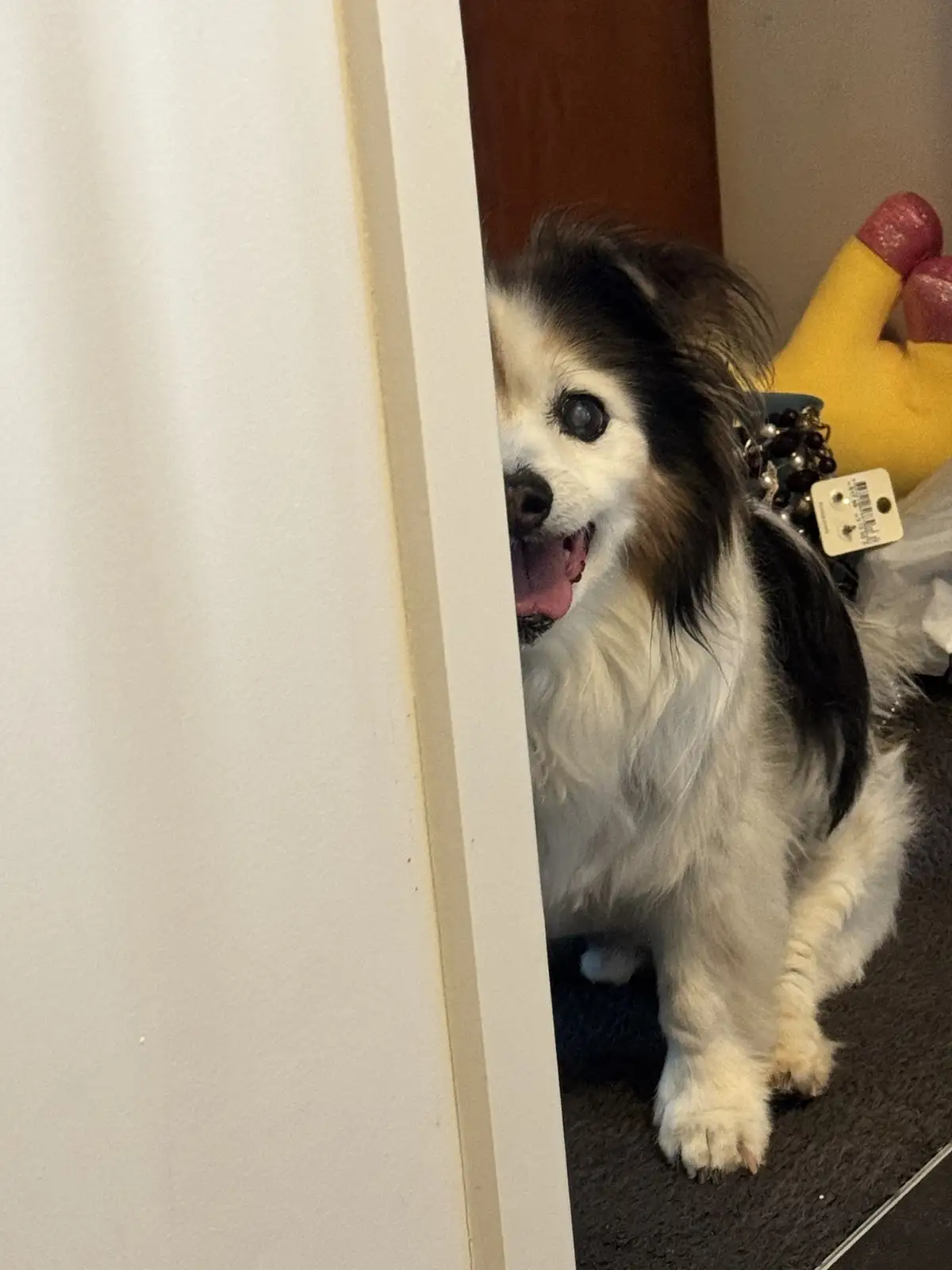 A small, fluffy black-and-white dog with long ears peeks out from behind a white door frame, its mouth open in a happy…