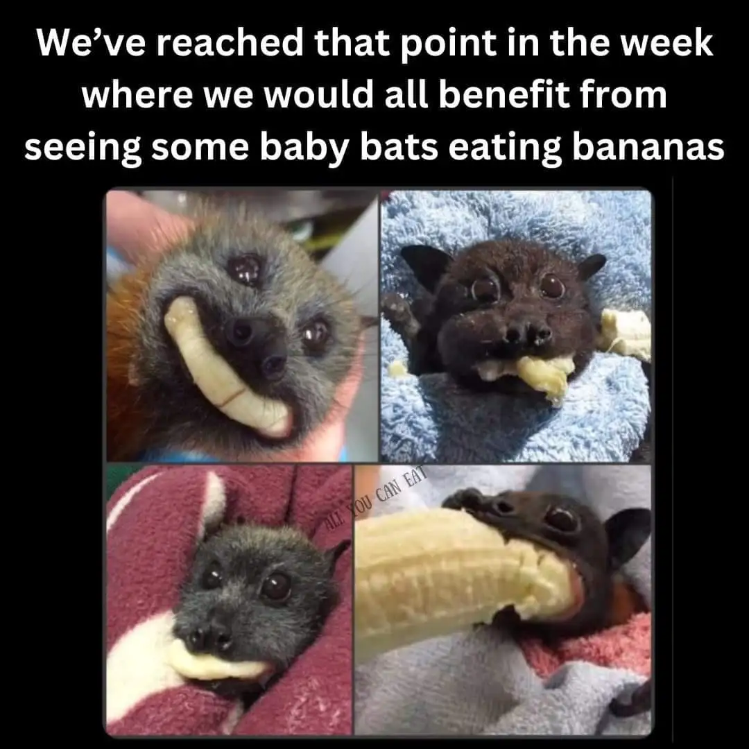 The image is a four-panel collage showing baby bats with large, expressive eyes, each holding or eating a banana. One bat is…