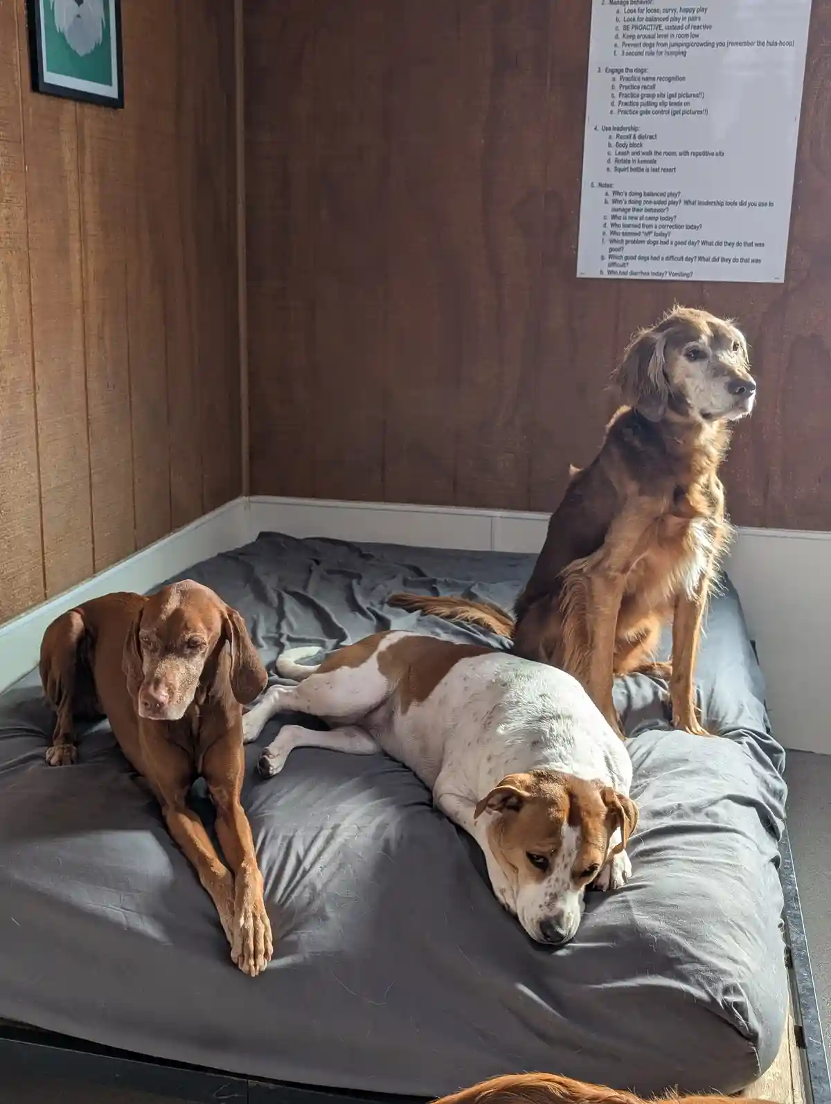 Three dogs are resting on a large gray dog bed in a room with wood-paneled walls. A brown dog lies on its side looking at…
