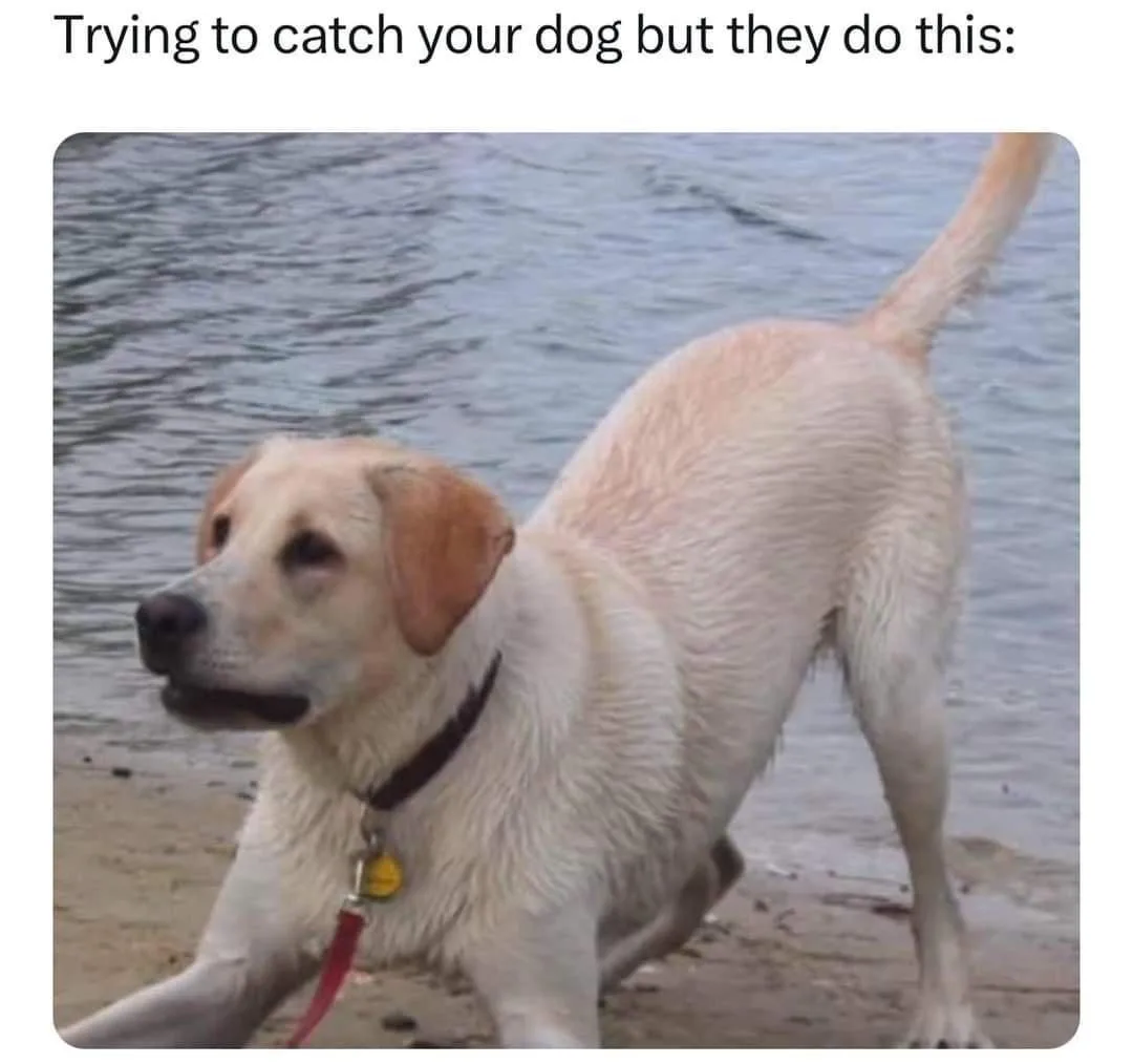 A wet yellow Labrador Retriever stands at the edge of water, looking back over its shoulder with a slightly smug or…