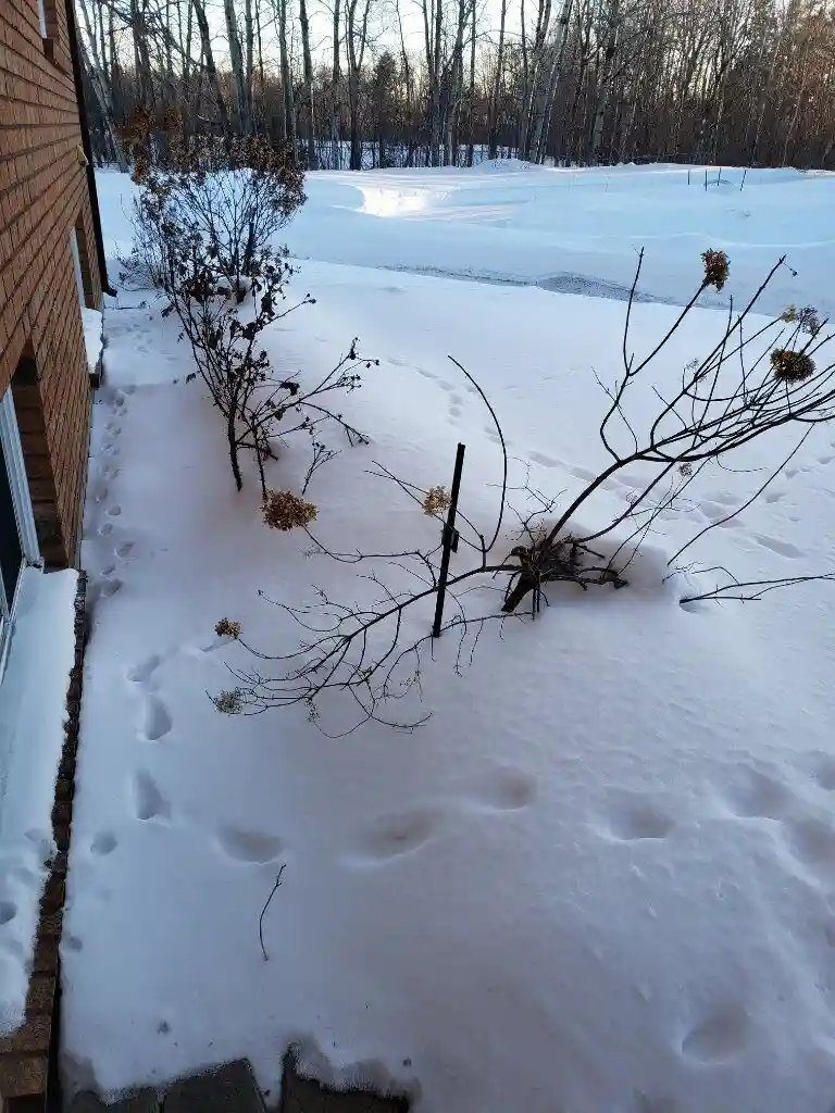 A snowy yard beside a brick house shows footprints leading from the sidewalk toward the driveway, with bare bushes and a…