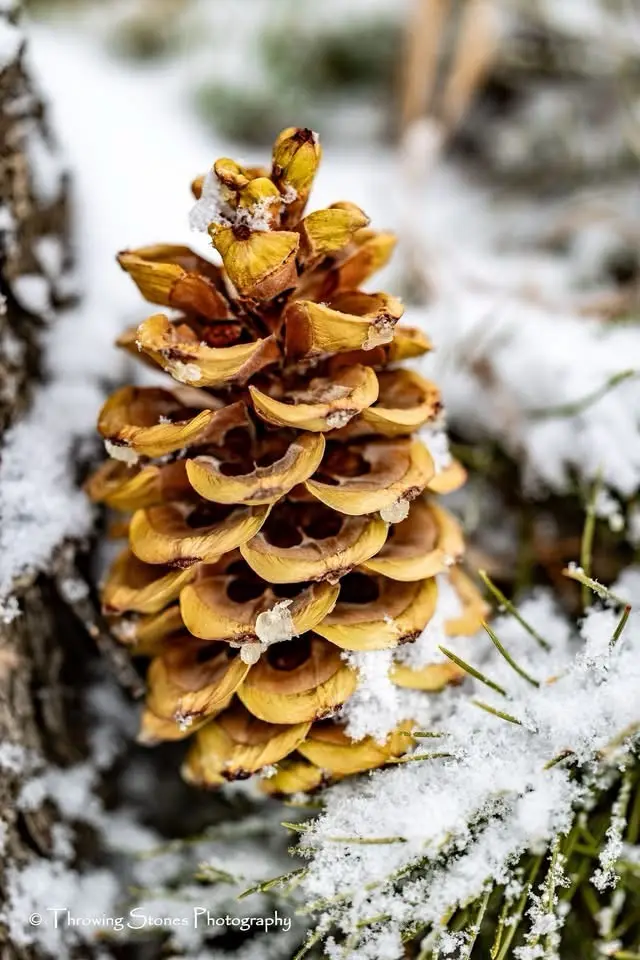 The Enigmatic Pine Cone