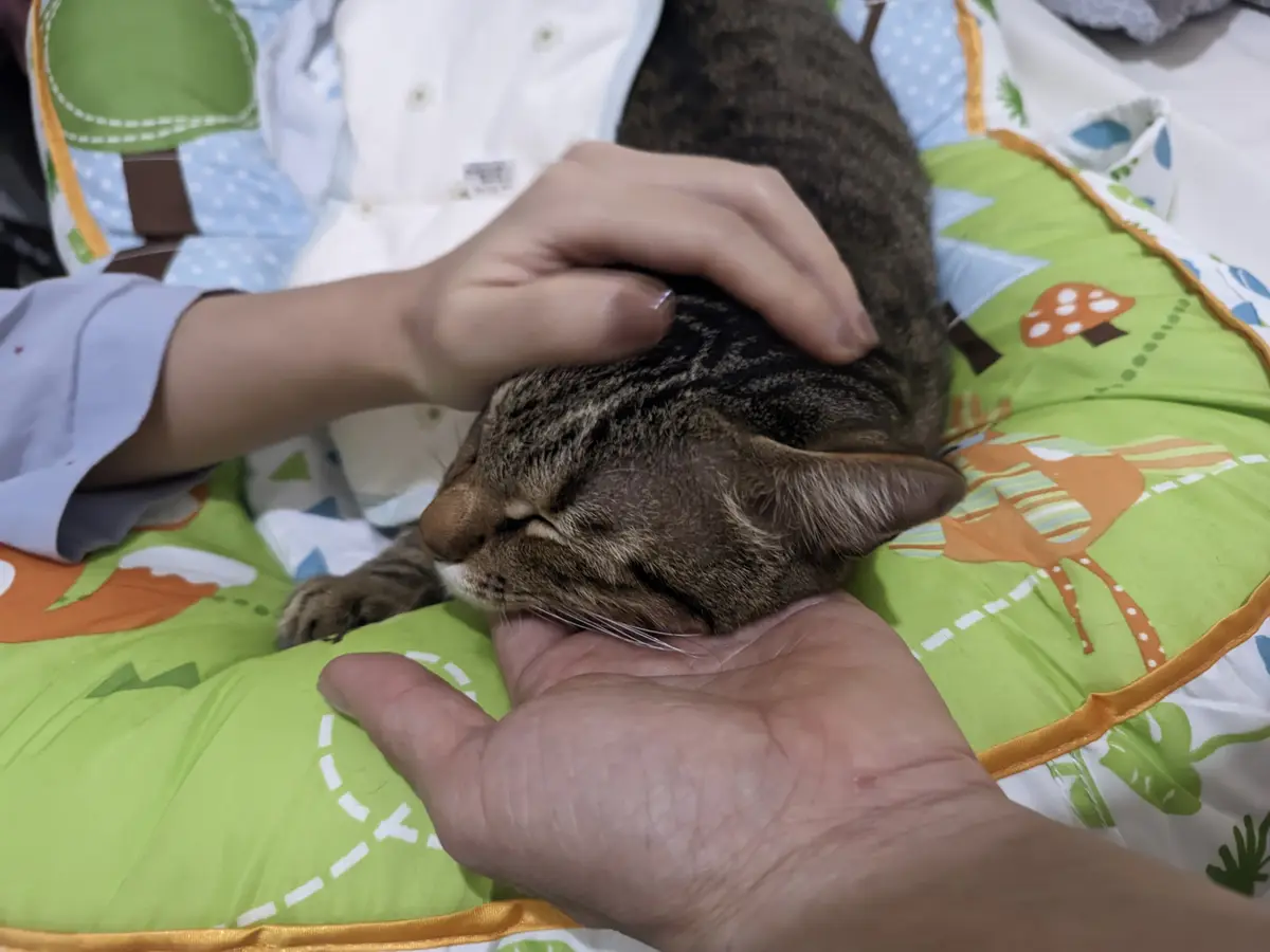 A person's hands gently cradle a sleeping tabby cat on a colorful green pillow with mushroom and deer patterns. One hand…