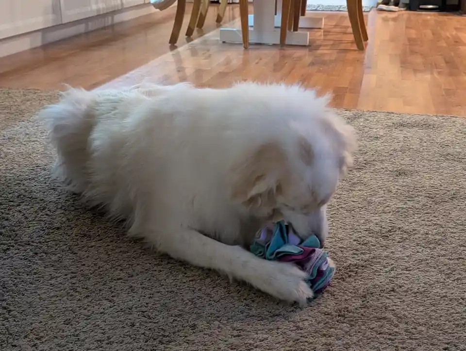A fluffy white dog is lying on a beige carpet indoors, chewing on a colorful, crumpled fabric toy while holding it with its…