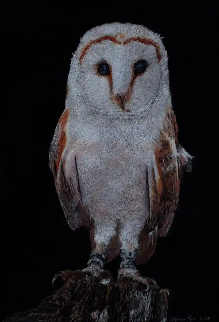 A detailed drawing of a white barn owl with orange-brown markings around its eyes and on its wings, perched on a dark wooden…