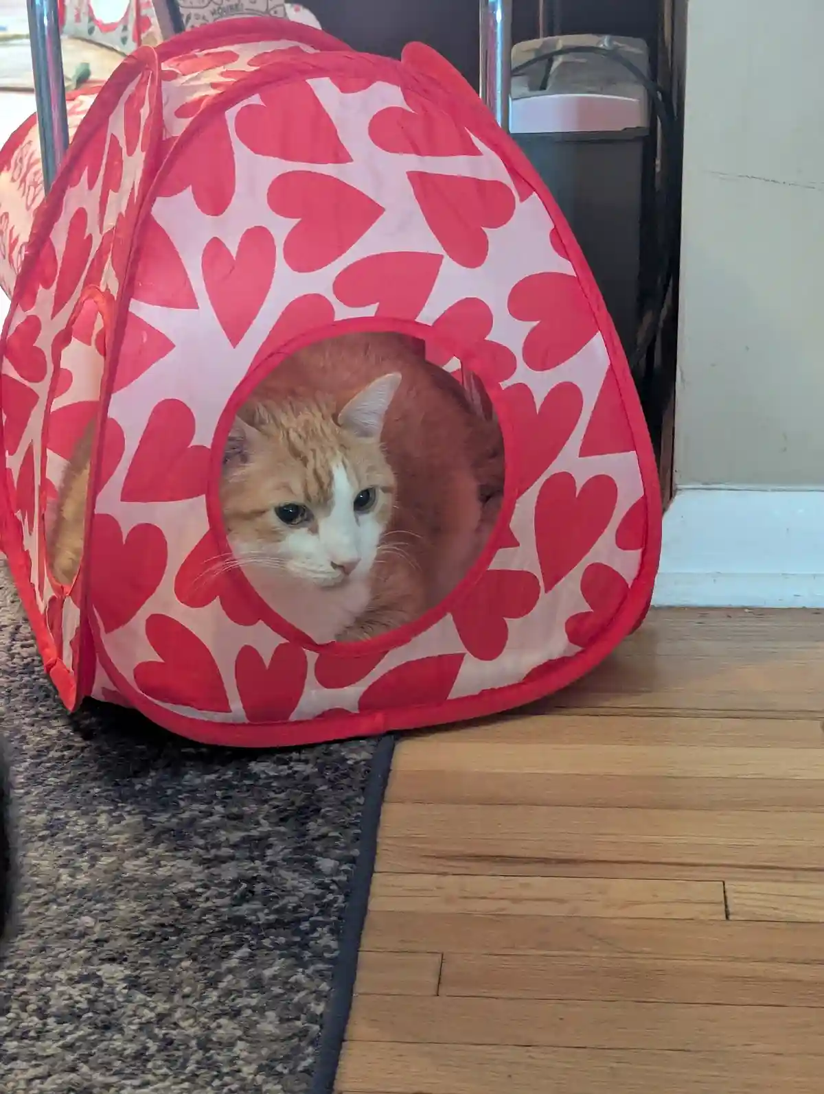 An orange and white cat with green eyes peers out from a red and white heart-patterned pop-up cat tent placed on a wooden…