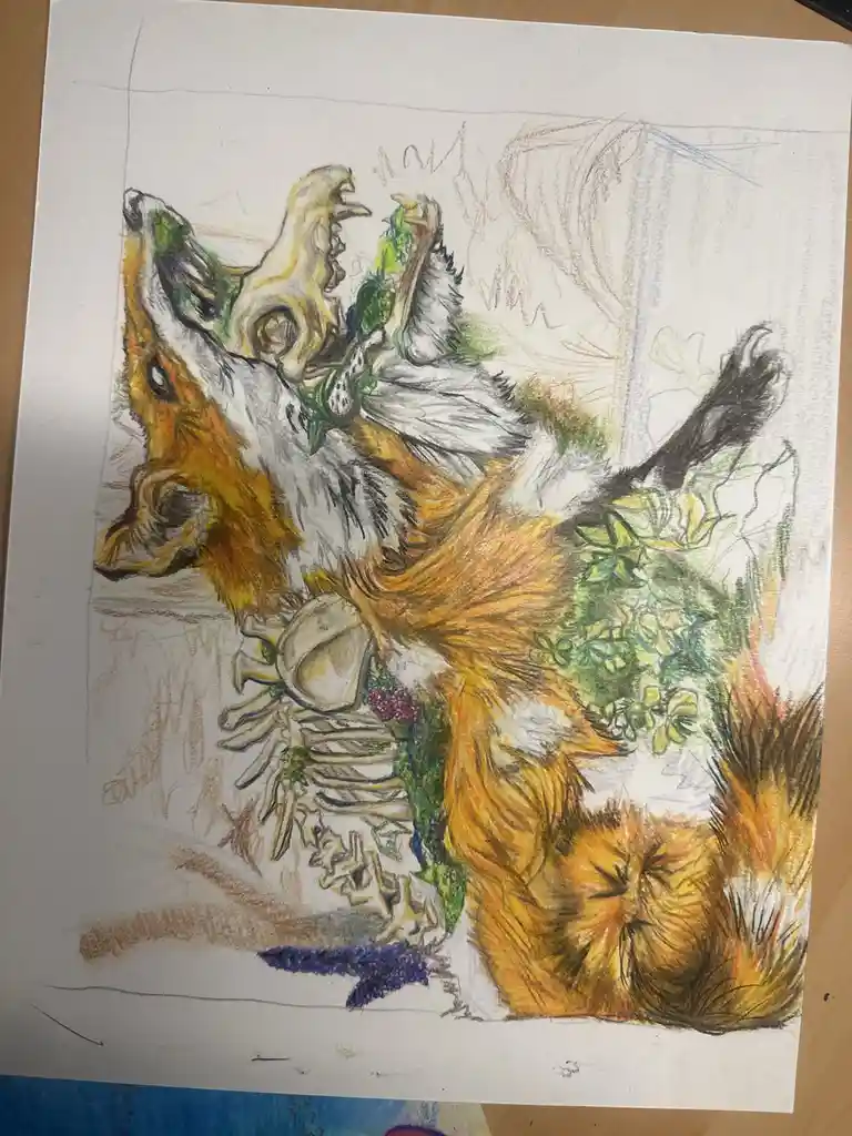 A colored pencil drawing of a fox lying on its back, partially decomposed with visible bones and green plants growing from…