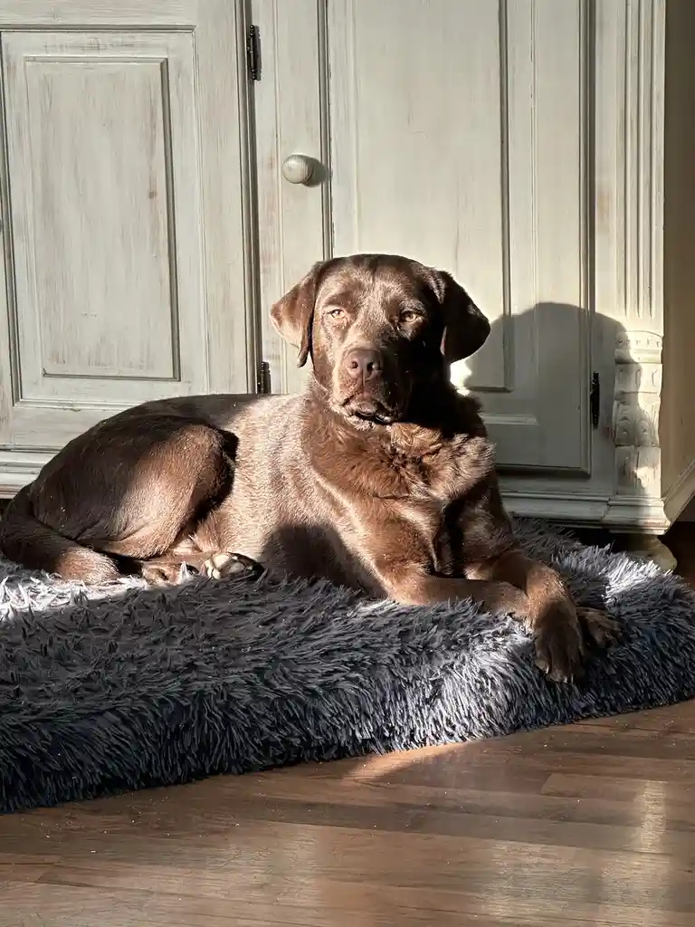 A chocolate Labrador Retriever is lying on a grey shaggy rug in front of a white wooden door, bathed in sunlight that…