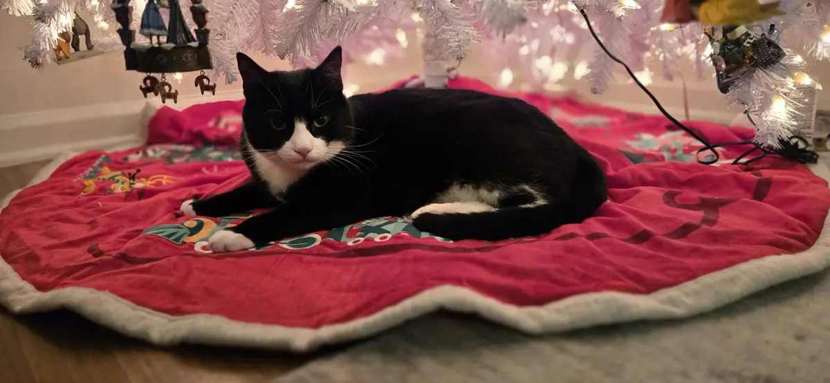 A black-and-white cat lounges on a red Christmas tree skirt beneath a white, lit-up Christmas tree. The cat has a calm…