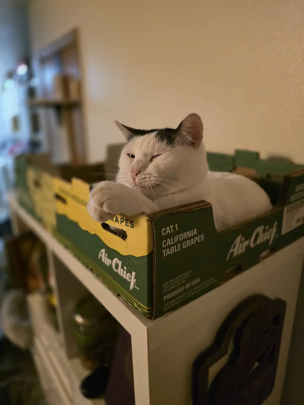 A white and black cat with one eye closed and a relaxed expression is lounging inside a green and yellow cardboard box…