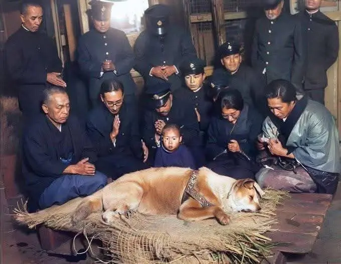 A historical photograph depicts a large tan dog, Hachiko, lying peacefully on a straw mat, surrounded by a group of formally…
