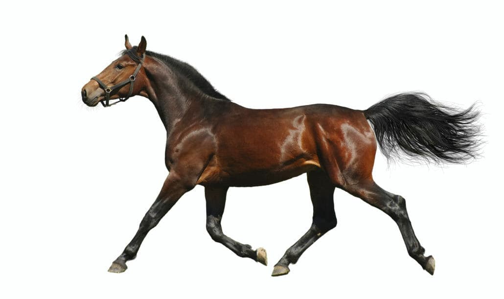 A brown horse with black mane and tail is shown trotting against a plain white background, wearing a bridle. The overlaid…