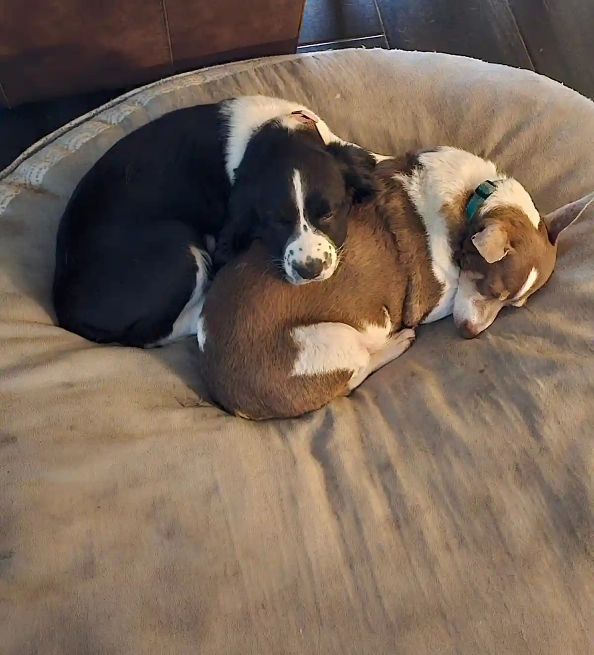 Two dogs are curled up asleep in a circular pet bed; one black and white dog has its head resting on the back of a brown and…