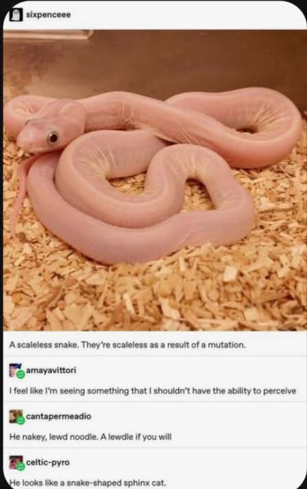 A pale pink, scaleless snake coiled on wood shavings, with overlaid text stating it's scaleless due to a mutation. Below…
