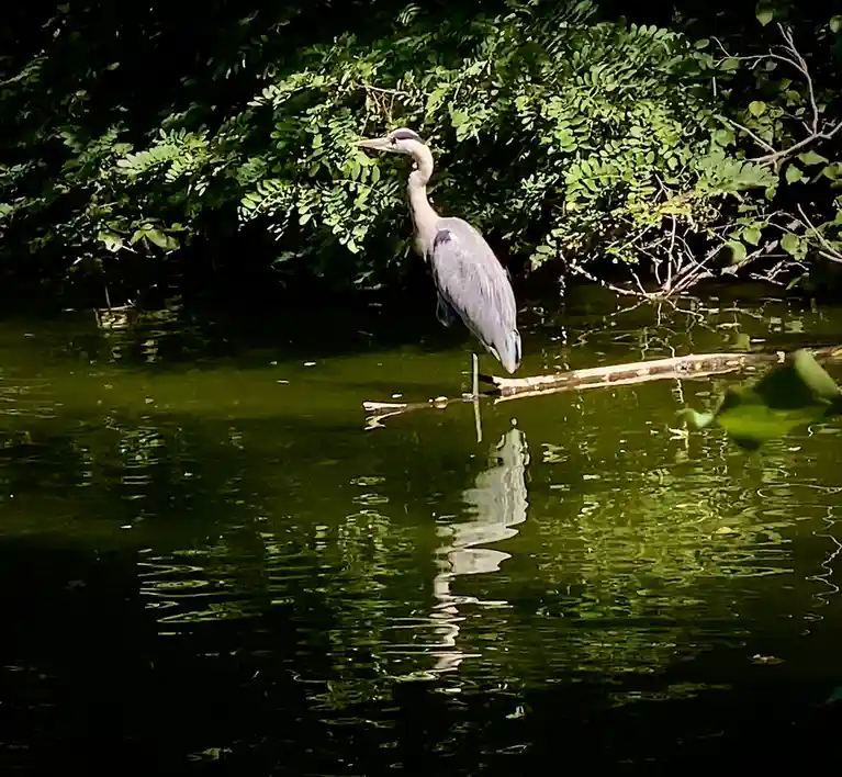 A grey heron stands on a log in murky green water, surrounded by dense foliage, with its long neck curved as if looking at…