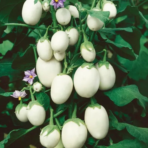 A cluster of white eggplants growing on a vine with green leaves and purple flowers, overlaid with the text 'white eggplant'.