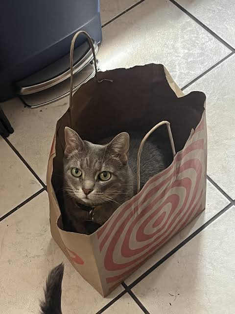 A gray tabby cat with green eyes sits inside a brown paper shopping bag with red spiral patterns, looking directly at the…