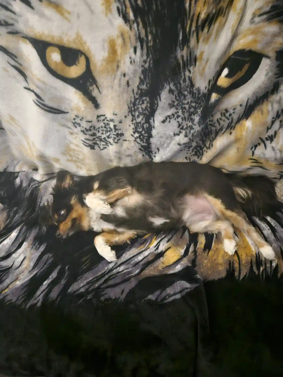 A small black, tan, and white dog lies curled up on a plush blanket featuring a large, menacing tiger's face with intense…
