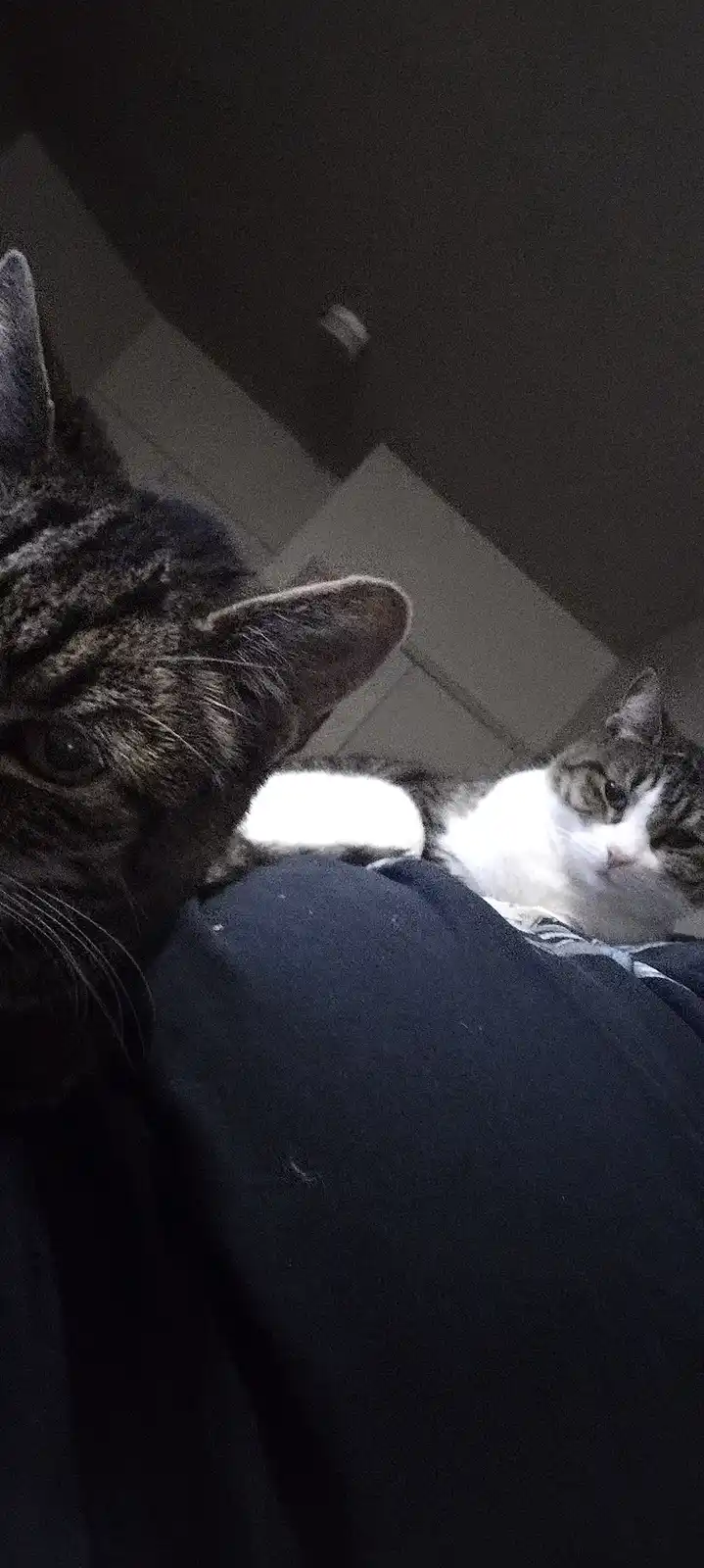 Two cats are resting on a person's lap in a dimly lit room. One cat, mostly dark tabby, is in the foreground looking alert…