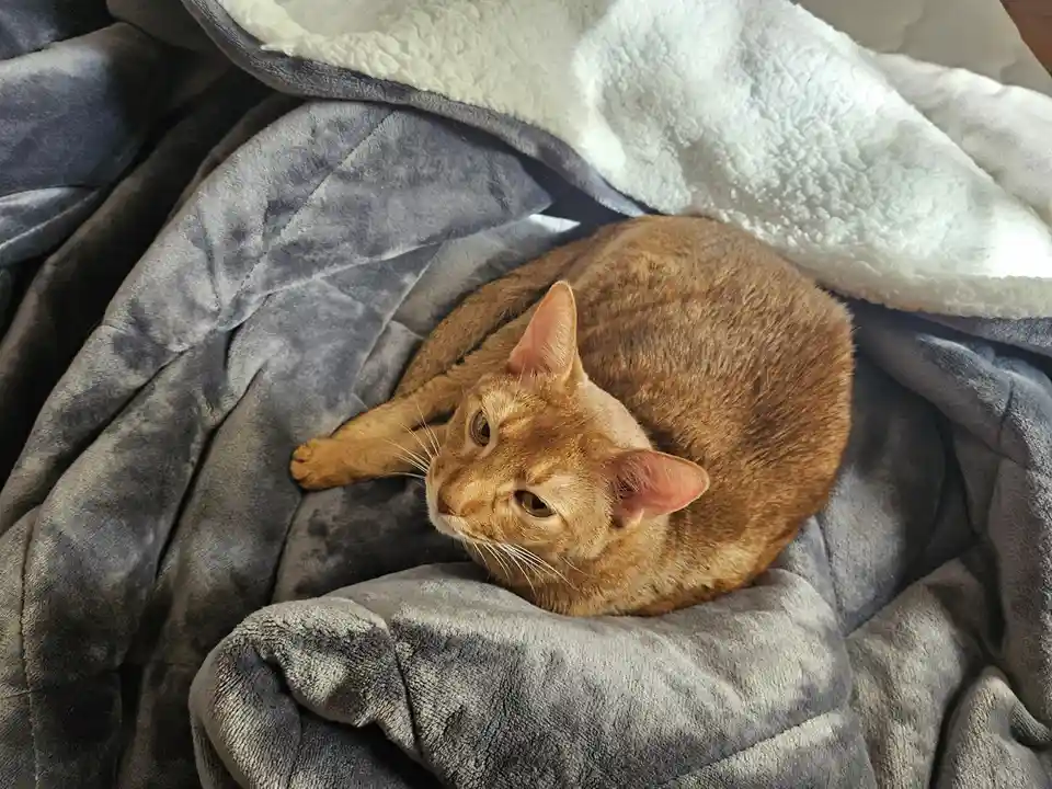 A ginger cat is curled up on a grey, plush blanket, looking relaxed but slightly unimpressed. The text overlaid on the image…