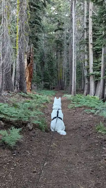 A white dog wearing a black harness and leash sits patiently on a forest trail, facing away from the camera toward tall…