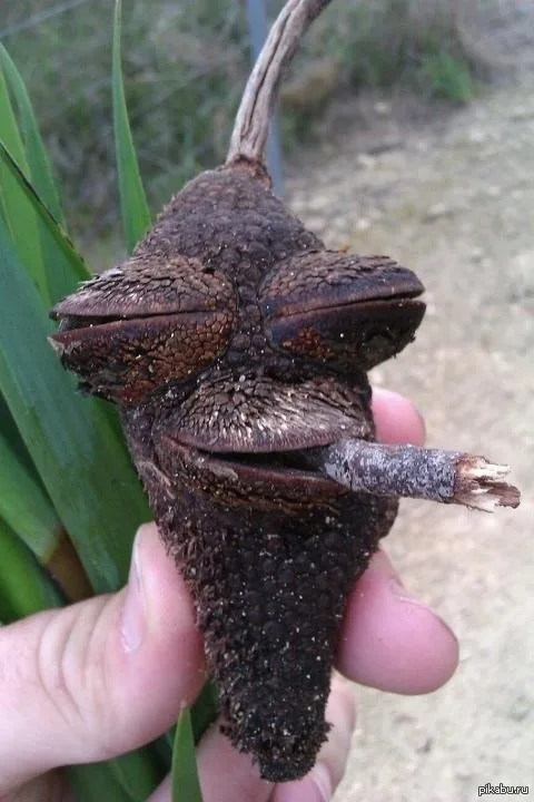 a close-up photo shows a person's hand holding a brown, textured plant pod that has a strikingly human-like face appearance…